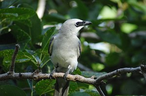 Cuckoo-shrike, White-bellied, 2007-12191145 Darwin, NT